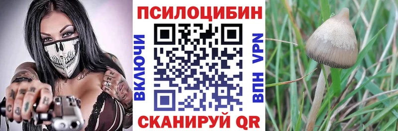 Псилоцибиновые грибы Psilocybe  Купить закладки  Артёмовский 